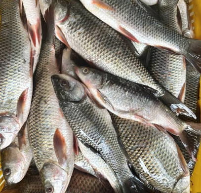 تصویر 3 از ماهی کپور فیتوفاگ گونه ای پرورشی با مصرف خوراک طبیعی و ارزش اقتصادی بالا